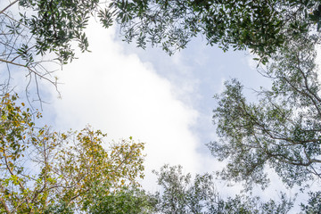 green tree leaf on blue sky white cloud background