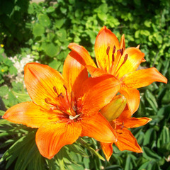 orange flowers lilies bloom in the garden