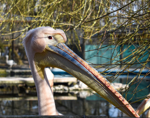 The portrait of a great white pelican (Pelecanus Onocrotalus) also known as the eastern white pelican. Rosy pelican and white pelican, is a large water birds from family Pelecanidae