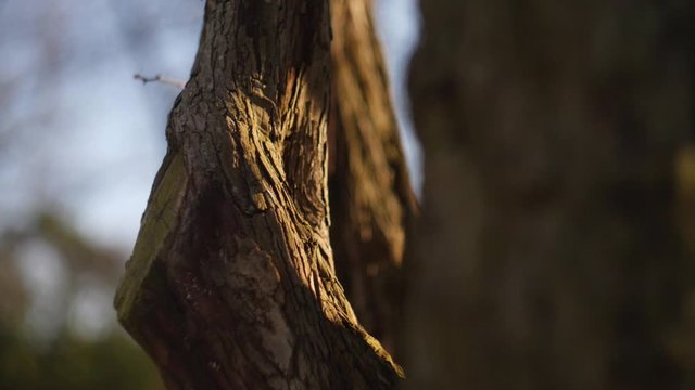 Low Angle View Of Tree Bark With Golden Autumn Light Shining On It. Parallax View