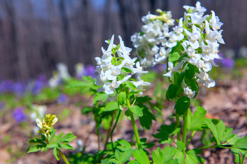 close up spring flowers in the forest 