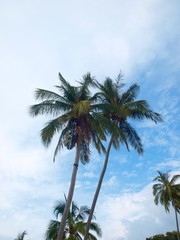 Coconut palm trees at the background of blue sky and white clouds. Bottom view. Tall palms growing on the tropical resort. Beautiful image of vacating and holiday in the paradise. Coconut palms.