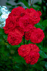 red carnation flowers
