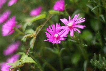 Obraz premium nontitle