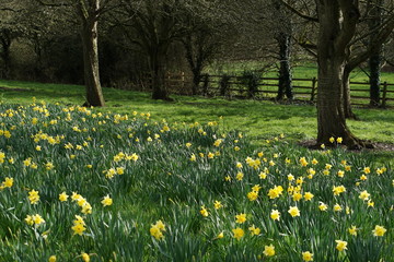 Obraz premium Daffodils in a park