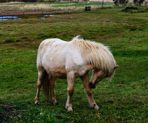 Naklejka na ściany i meble Portrait of Icelandic horses with long mane and forelock in the fall