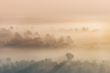 Soft pastel color with forest in fog and morning light