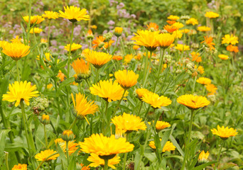 Ringelblume Feld Garten Ringelblume 