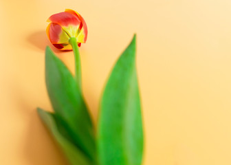 Bouquet of tulips on an orange background. Concept mother's day, easter, spring, love, postcard.