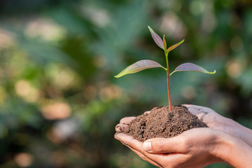 Human hands holding fertile soil and young tree, Planting trees to reduce global warming, environment Earth Day, Forest conservation concept