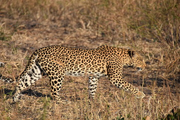 Fototapeta na wymiar Leopard in Chobe National Park, Botswana
