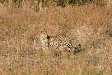 Leopard in Chobe National Park, Botswana