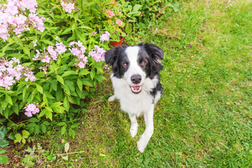 Naklejka na ściany i meble Outdoor portrait of cute smilling puppy border collie sitting on grass flower background. New lovely member of family little dog gazing and waiting for reward. Pet care and funny animals life concept.