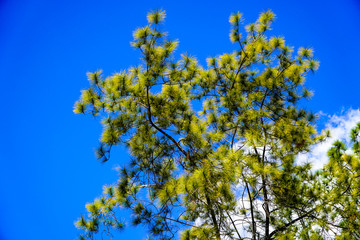 Under the leaves of the blue sky background