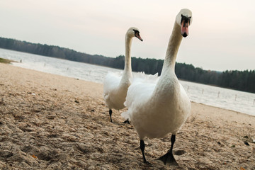 Swans walk along the lake