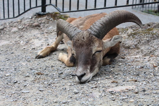 「Rammen」の画像 - 2,060 件の Stock 写真、ベクターおよびビデオ | Adobe Stock