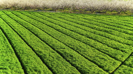 an orchard full of plum blossoms, and barley field