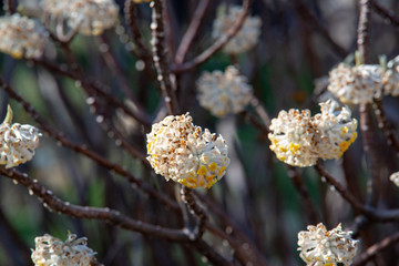 flowers on the tree