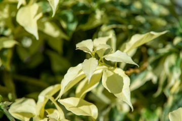 close up of a leaves