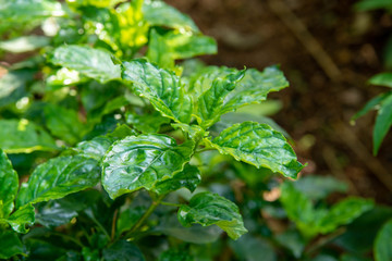 dew on a leaf