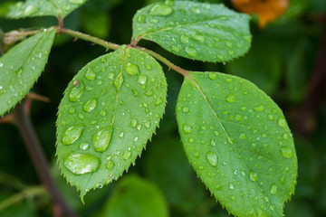 Rose branch and leaves with water drops in the garden.