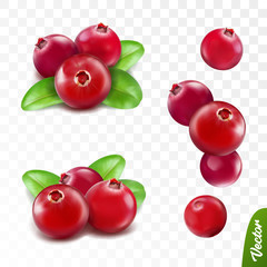 3d realistic vector berries set, fresh cranberry fruit with leaves isolated