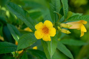 yellow flower