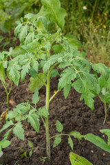 Young tomato plant on a garden bed in summer.