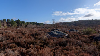 Heaters and sandstone rocks in the Vallée chaude plateau. Fontainebleau forest