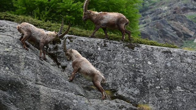 Two male Alpine ibexes fighting in mountain rock face in the Alps in spring