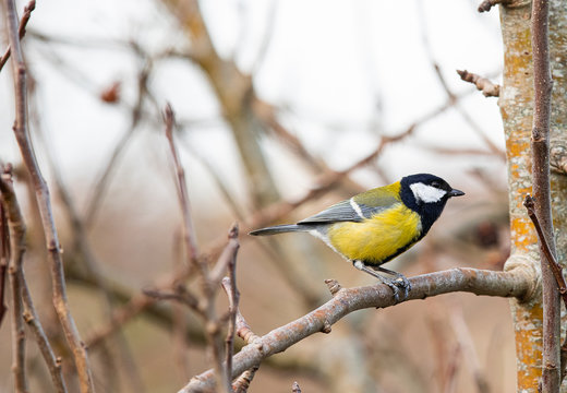 mesange charbonni&eacute;re