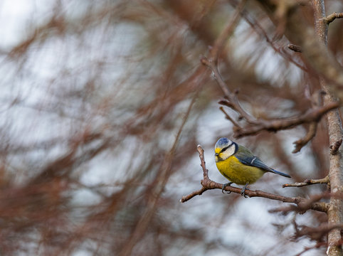 m&eacute;sange bleu