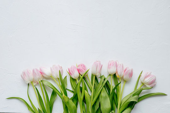 Tender pink tulips on a white textural background, top view, flatlay