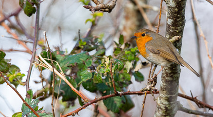 rouge gorge