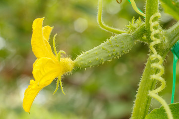 Young cucumber with flower growing on bush