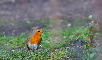 rouge gorge
