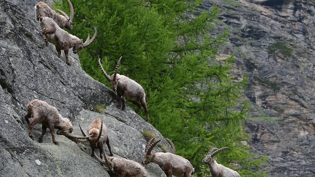 Male Alpine ibexes fighting in steep mountain rock face in the Alps