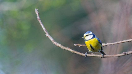 mesange bleu