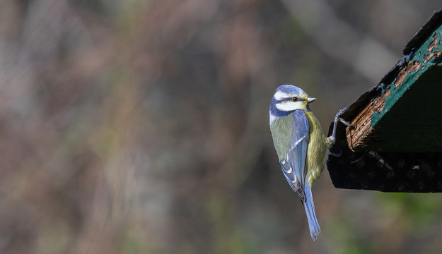 mesange bleu