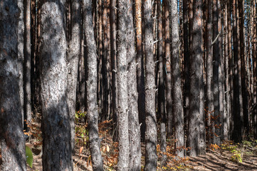 Pine tree forest closeup as natural background