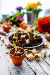 The first spring bulbs of flowers ready for planting.