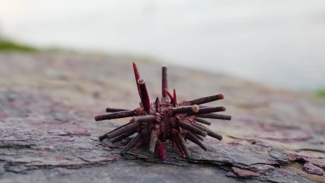 A tropical Pencil Sea Urchin slowly walks on the surface of a rock outside of the water.