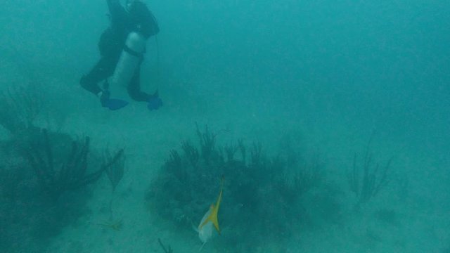 A group of yellowtail fishes swiming in the caribbean sea with scuba divers