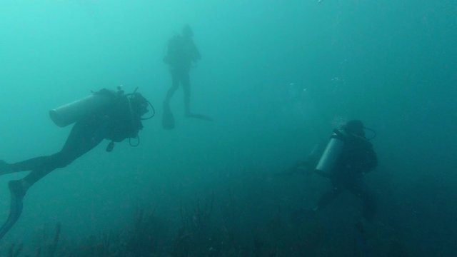 A group of scuba divers swim in the caribbean sea.