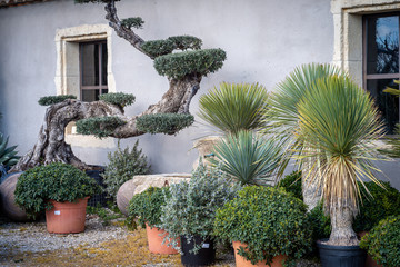 Fototapeta na wymiar courtyard style garden with fountain olive tree & mediteranian plants.