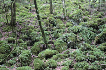 Obraz premium 山犬嶽 yamainudake