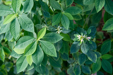 green leaves background