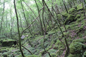 山犬嶽　yamainudake