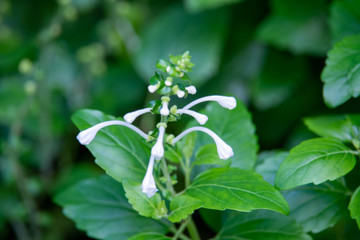 close up of a flowers