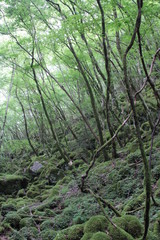 Fototapeta na wymiar 山犬嶽　yamainudake